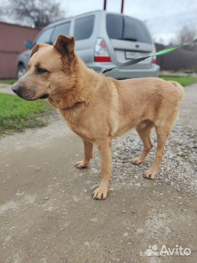 Молодой кобель в добрые руки