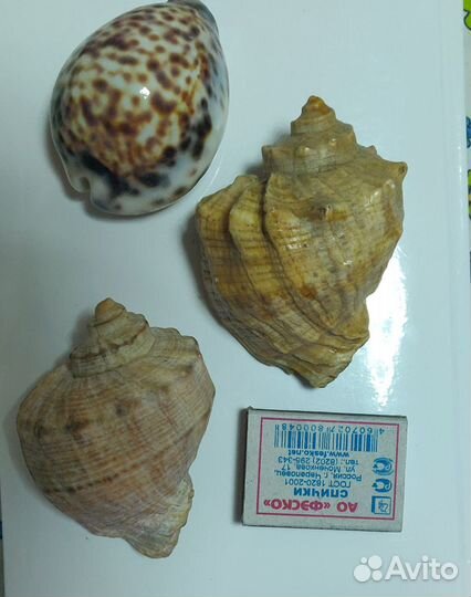 Морские ракушки 3 шт