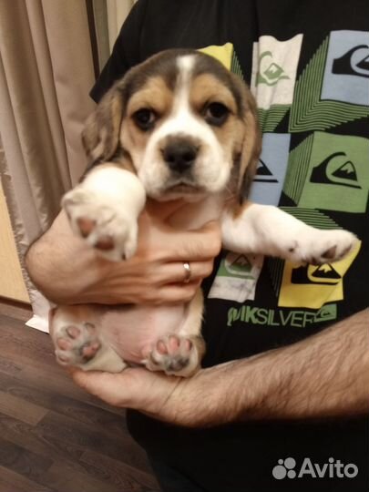 Щенки Бигль