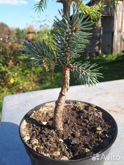 Ель голубая Глаука Глобоза