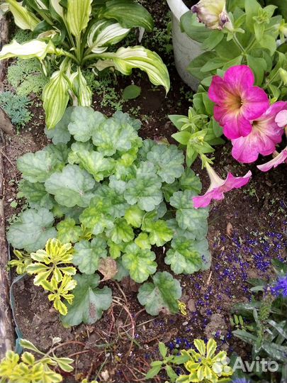 Гейхера - уникальное растение для вашего сада