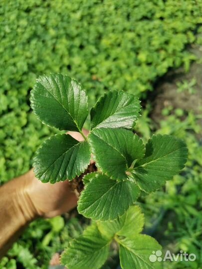 Рассада клубники