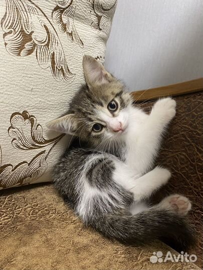 Котенок мальчик бесплатно