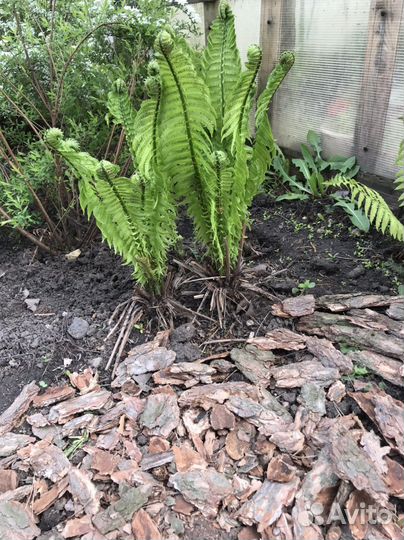 Папоротник садовый