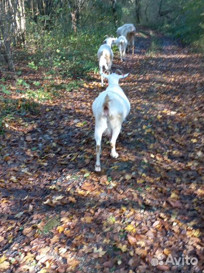 Зааненские козы племенные