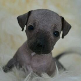 Xoloitzcuintle puppy, male show class FCI Moscow