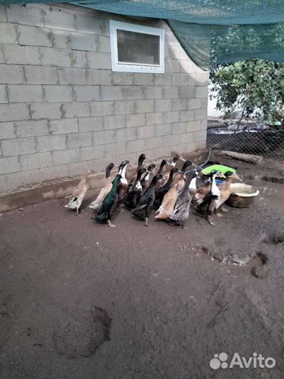 Утки индийский бегунок