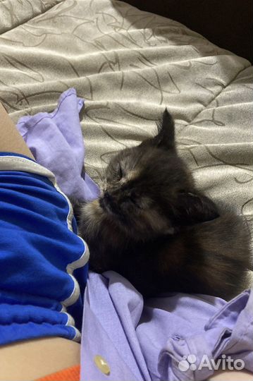 Отдам бесплатно в хорошие руки