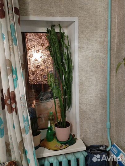 Большой кактус