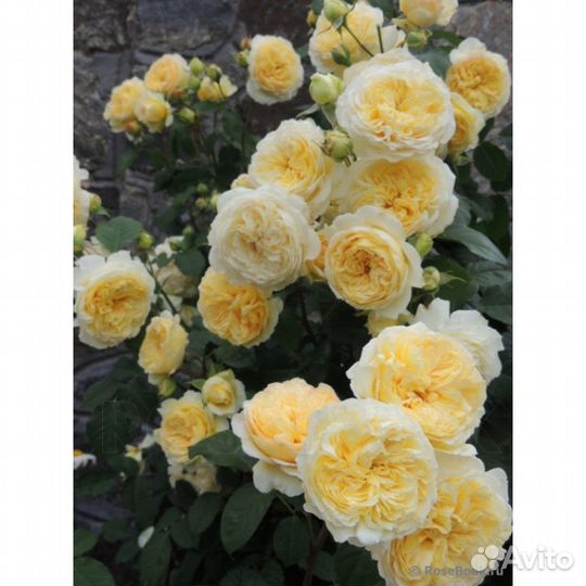 Кустовые розы саженцы