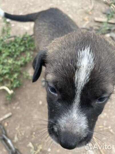 Отдам в добрые руки щенят