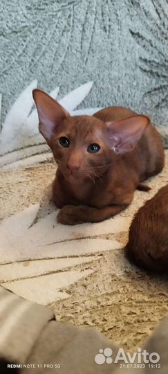 Ориентальная