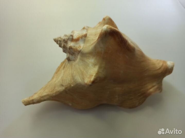 Ракушка морская большая