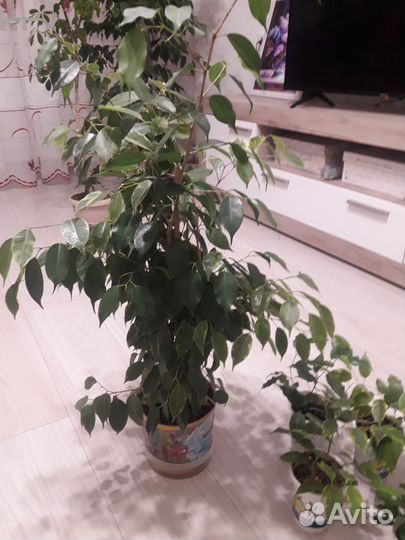 Фикус Бенджамина