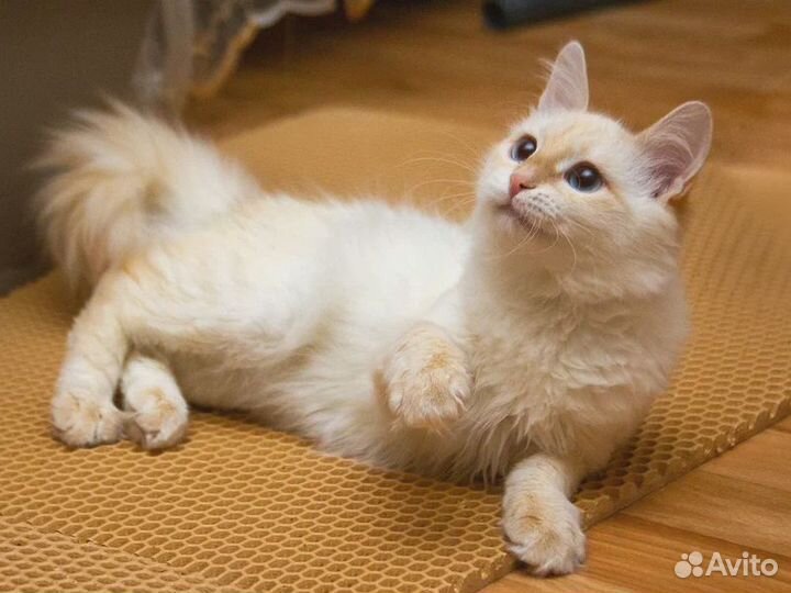 Кошечка в добрые руки