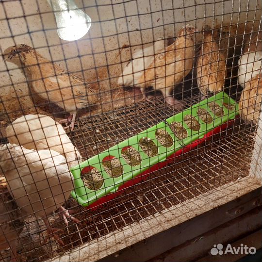 Помет в мешках