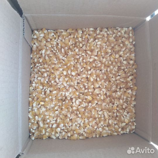 Семена сладкой кукурузы