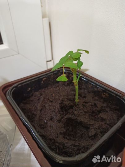 Роза Кордана комнатная укорененные черенки