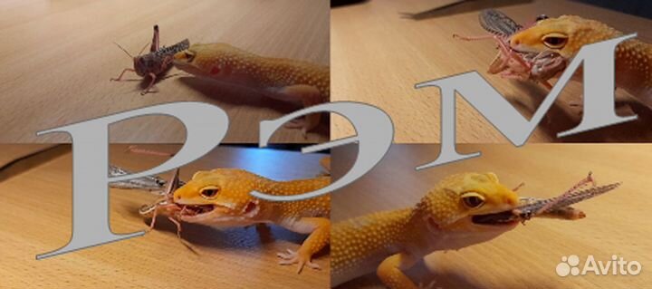 Кормовые насекомые. Сверчки банановые. Саранча