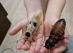 Тараканы Blaberus Giganteus и Мадагаскарские