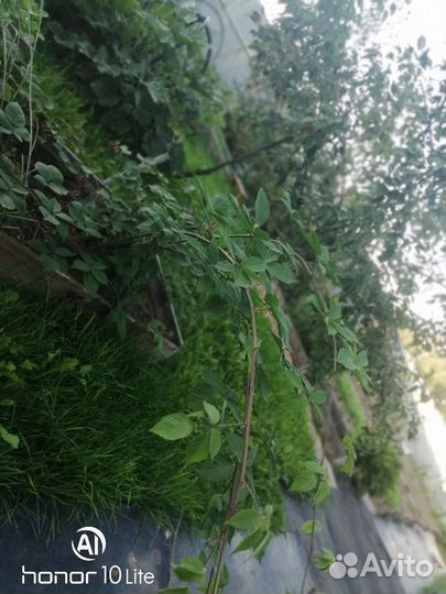 Саженцы ежевики