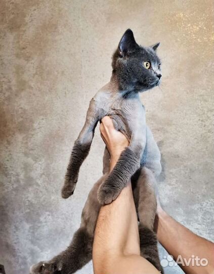 Стрижка котов, кошек на дому