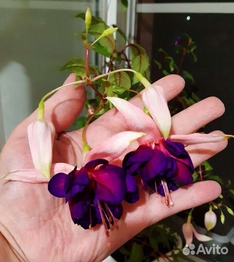 Фуксия (4 сорта)