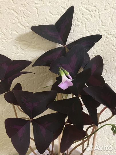 Кислица /Цветок счастья/ Бабочка/Оксалис кислица