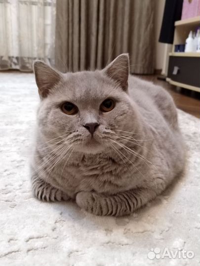 Кот Британец