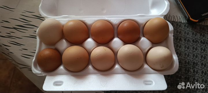 Яйцо куриное домашнее