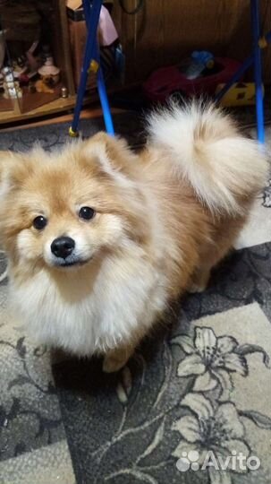 Немецкий шпиц вязка