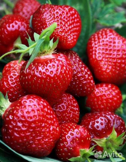 Рассада Клубники