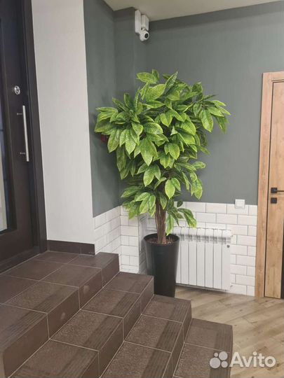 Декоративные деревья