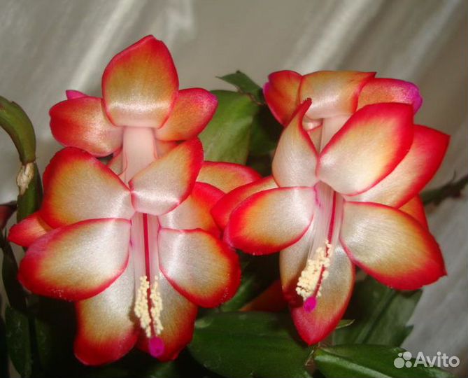 Декабристы