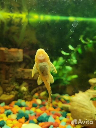 Аквариум + комплект оборудования и его жители