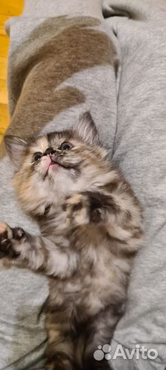Котята бесплатно