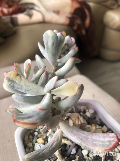 Cotyledon orbiculata cv variegated