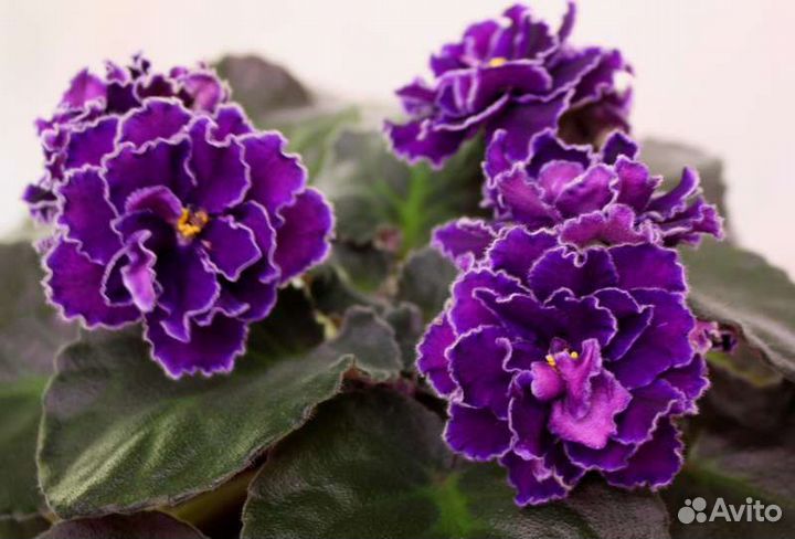 Фиалка Ward Brown