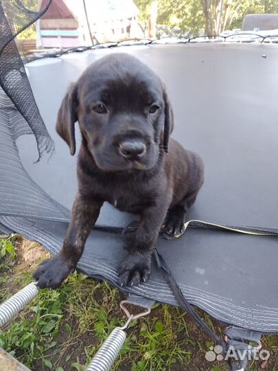 Продам щенков