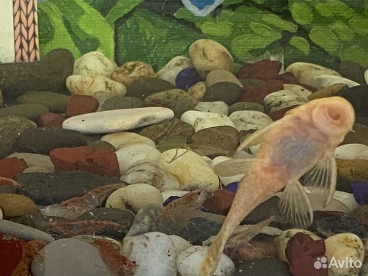 Аквариумные креветки, Сомы анциструсы