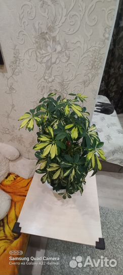 Комнатные цветы шефлера