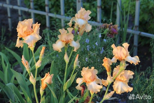 Ирис сорта Афродизиак