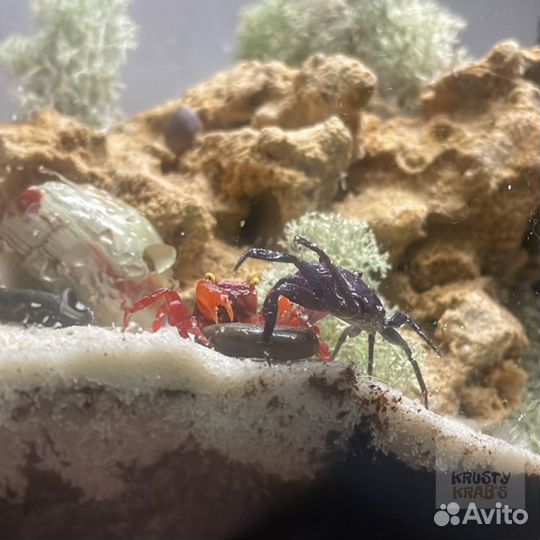 Крабы
