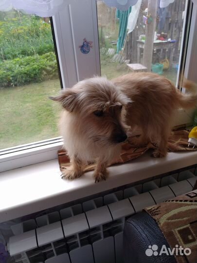 Щенок в добрые руки маленькой собаки