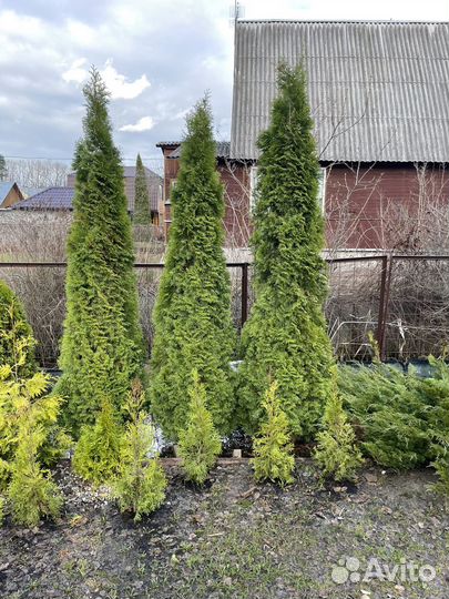 Туя смарагд