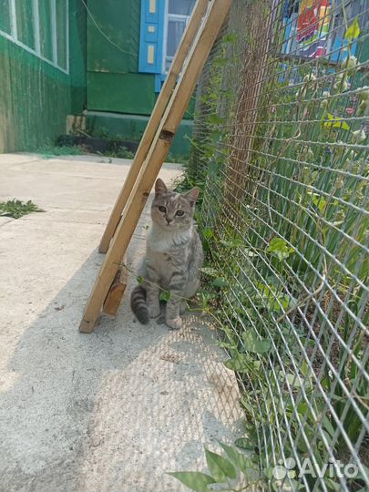 Котята в добрые руки бесплатно