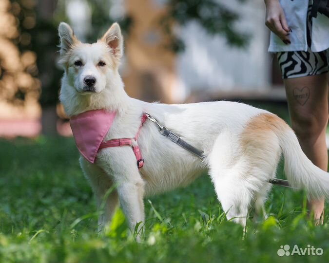 Невероятный щенок в добрые руки