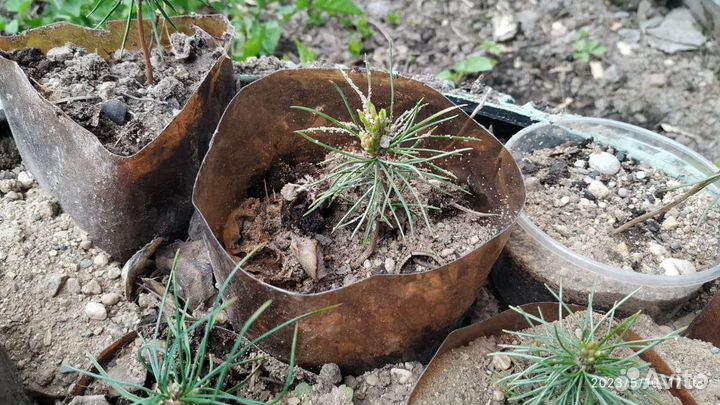 Саженцы сибирского кедра