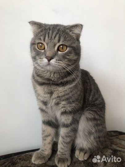 Котенок вислоухий