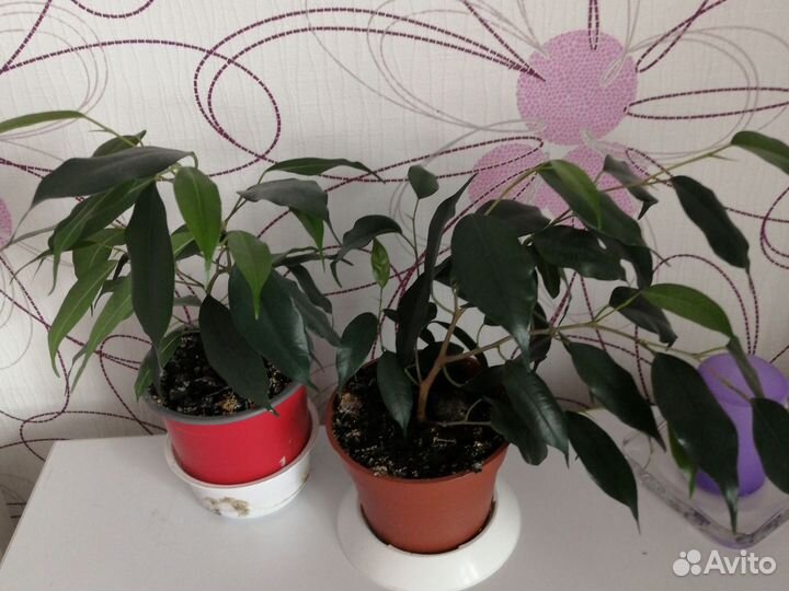 Фикус бенджамина